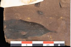 Foto (Detailsansicht) von Quercus palaeoilex Ettingshausen (NHMW-GEO-2024-0188-0884)